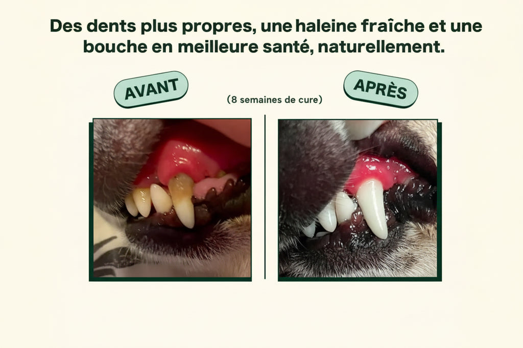 Poudre dentaire pour chien haleine fraîche et anti tartre