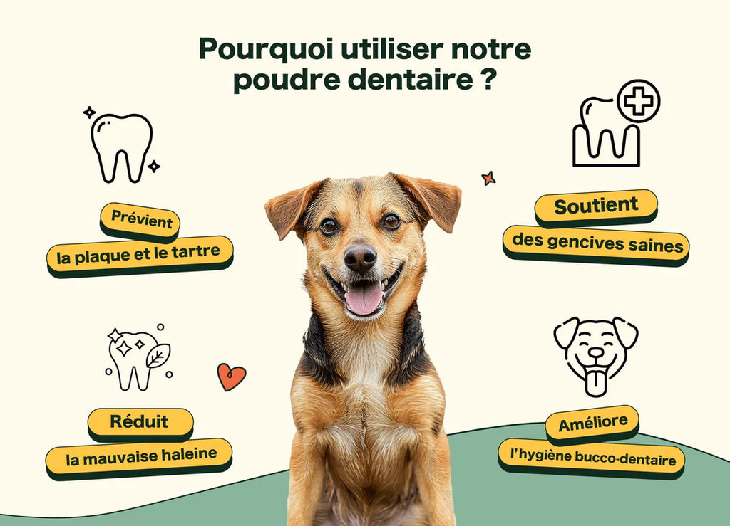 Poudre dentaire pour chien haleine fraîche et anti tartre